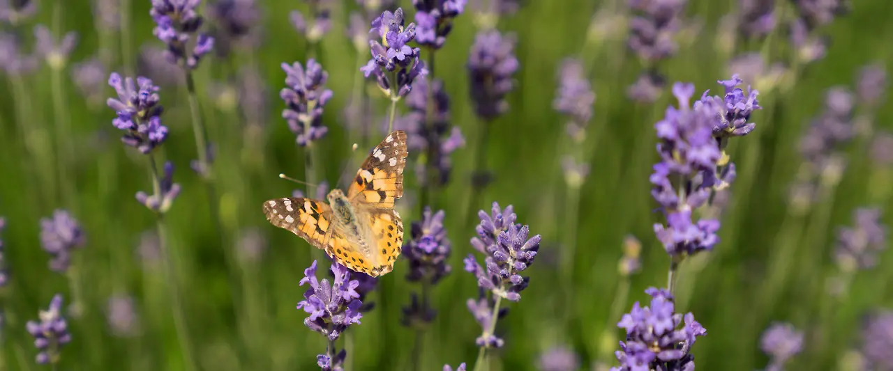 FVWEM_Slideshow_Fruehling_15